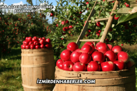 Elma Ağacı İçin Hangi Gübre Kullanılır?