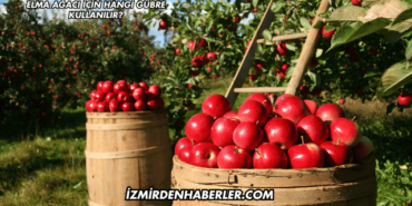 Elma Ağacı İçin Hangi Gübre Kullanılır?