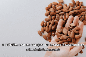 1 Dönüm Badem Bahçesi Ne Kadar Kazandırır?