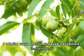 1 Dönüm Ceviz Bahçesi Ne Kadar Kazandırır?