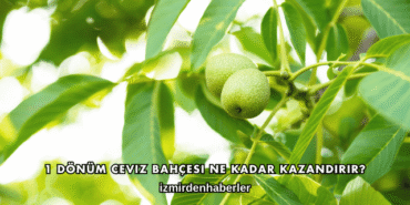 1 Dönüm Ceviz Bahçesi Ne Kadar Kazandırır?