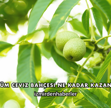 1 Dönüm Ceviz Bahçesi Ne Kadar Kazandırır?