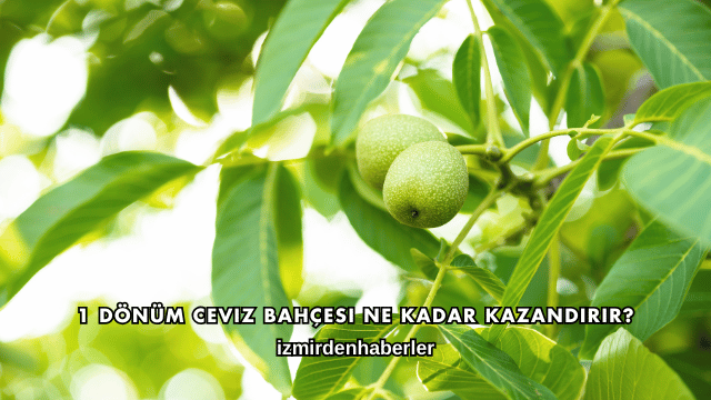 1 Dönüm Ceviz Bahçesi Ne Kadar Kazandırır?