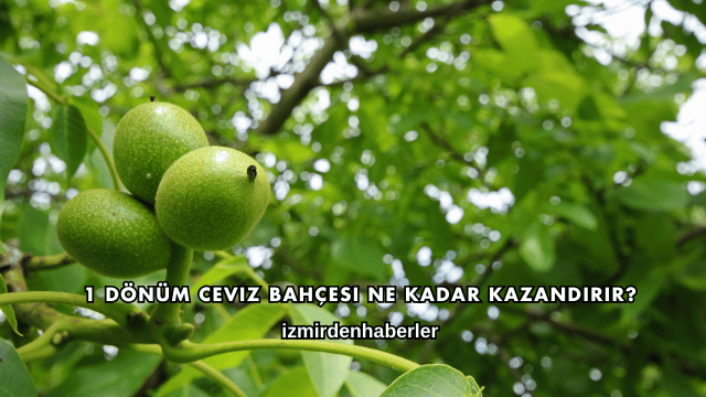1 Dönüm Ceviz Bahçesi Ne Kadar Kazandırır?