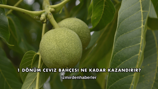 1 Dönüm Ceviz Bahçesi Ne Kadar Kazandırır?