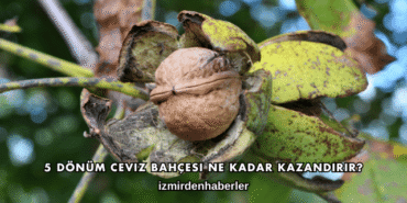 5 Dönüm Ceviz Bahçesi Ne Kadar Kazandırır?
