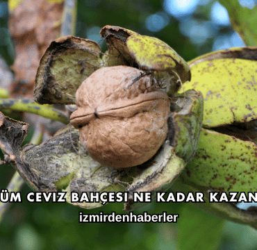 5 Dönüm Ceviz Bahçesi Ne Kadar Kazandırır?