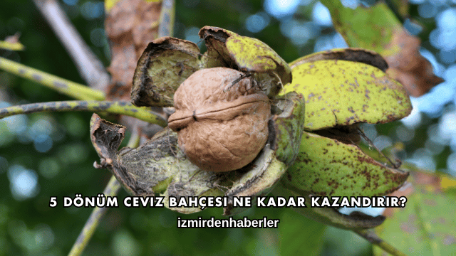5 Dönüm Ceviz Bahçesi Ne Kadar Kazandırır?