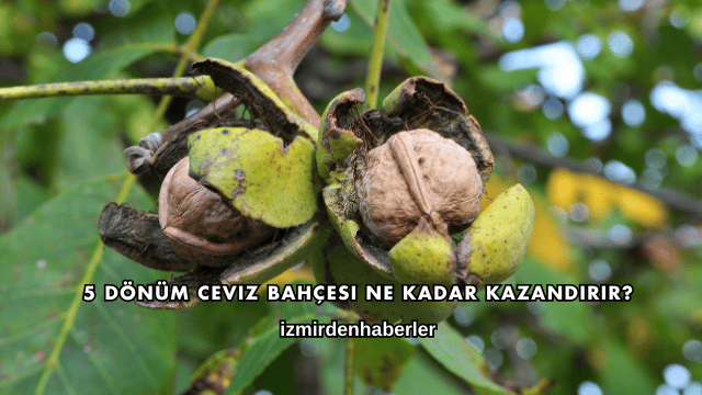 5 Dönüm Ceviz Bahçesi Ne Kadar Kazandırır?