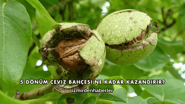 5 Dönüm Ceviz Bahçesi Ne Kadar Kazandırır?