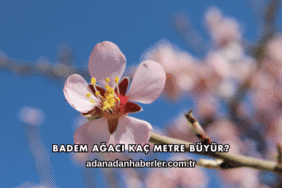 Badem Ağacı Kaç Metre Büyür?