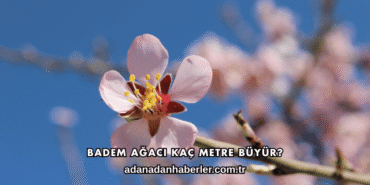 Badem Ağacı Kaç Metre Büyür?