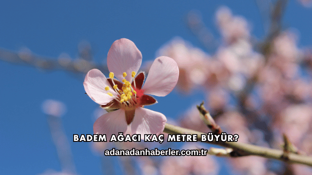 Badem Ağacı Kaç Metre Büyür?