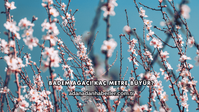 Badem Ağacı Kaç Metre Büyür?