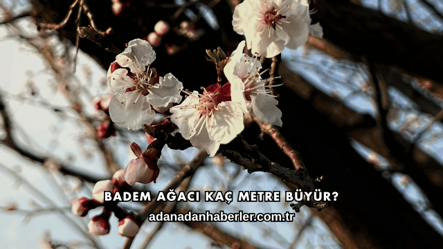 Badem Ağacı Kaç Metre Büyür?