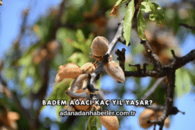 Badem Ağacı Kaç Yıl Yaşar?