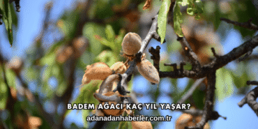 Badem Ağacı Kaç Yıl Yaşar?