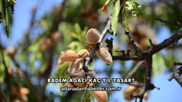 Badem Ağacı Kaç Yıl Yaşar?