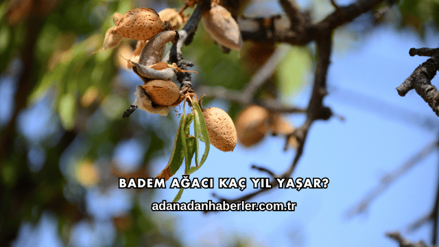 Badem Ağacı Kaç Yıl Yaşar?