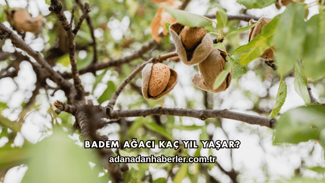 Badem Ağacı Kaç Yıl Yaşar?