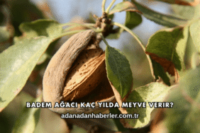 Badem Ağacı Kaç Yılda Meyve Verir?