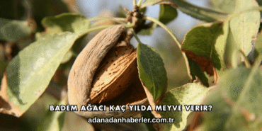 Badem Ağacı Kaç Yılda Meyve Verir?
