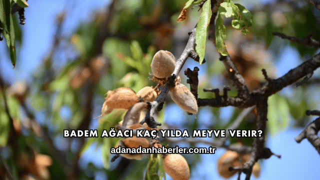 Badem Ağacı Kaç Yılda Meyve Verir?