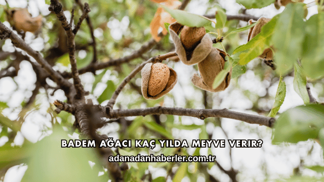 Badem Ağacı Kaç Yılda Meyve Verir?