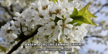 Badem Ağacı Ne Zaman Dikilir?