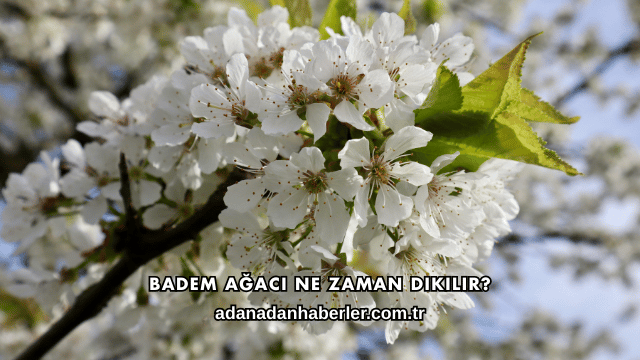 Badem Ağacı Ne Zaman Dikilir?