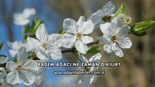 Badem Ağacı Ne Zaman Dikilir?