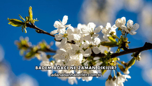 Badem Ağacı Ne Zaman Dikilir?