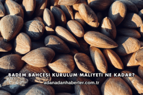 Badem Bahçesi Kurulum Maliyeti Ne Kadar?