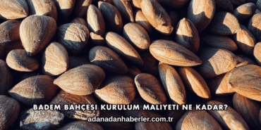 Badem Bahçesi Kurulum Maliyeti Ne Kadar?