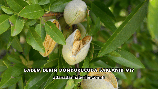 Badem Derin Dondurucuda Saklanır mı?