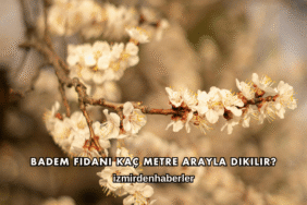 Badem Fidanı Kaç Metre Arayla Dikilir?