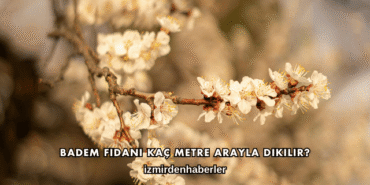 Badem Fidanı Kaç Metre Arayla Dikilir?