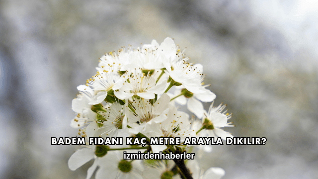 Badem Fidanı Kaç Metre Arayla Dikilir?