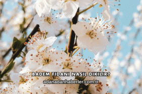 Badem Fidanı Nasıl Dikilir?