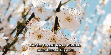 Badem Fidanı Nasıl Dikilir?