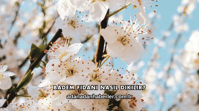 Badem Fidanı Nasıl Dikilir?