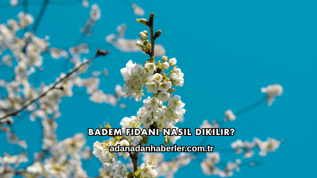 Badem Fidanı Nasıl Dikilir?