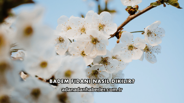 Badem Fidanı Nasıl Dikilir?