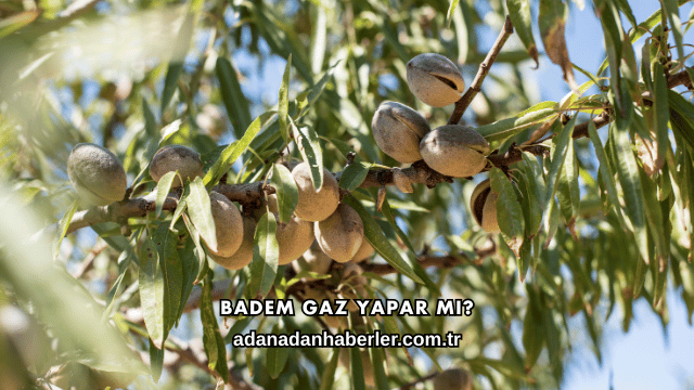 Badem Gaz Yapar mı?