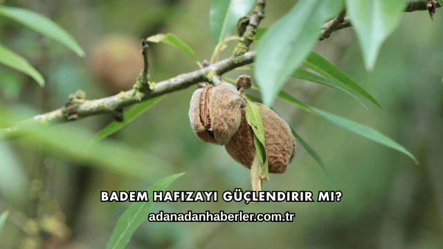 Badem Hafızayı Güçlendirir mi?