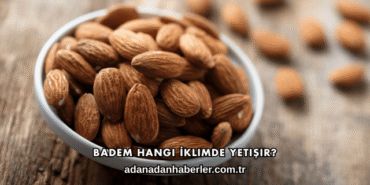 Badem Hangi İklimde Yetişir?