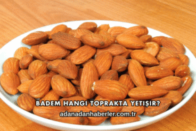 Badem Hangi Toprakta Yetişir?