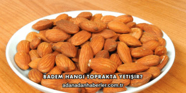 Badem Hangi Toprakta Yetişir?