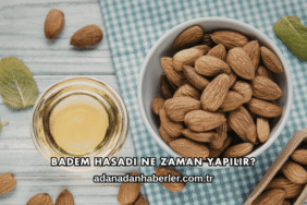 Badem Hasadı Ne Zaman Yapılır?