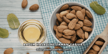 Badem Hasadı Ne Zaman Yapılır?